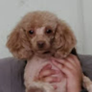 Meet your Posher, Williams